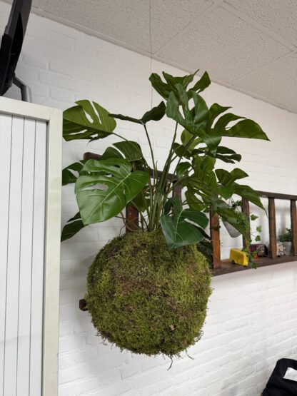 Mos hang plant Monstera - Afbeelding 2