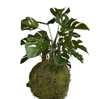 Mos hang plant Monstera