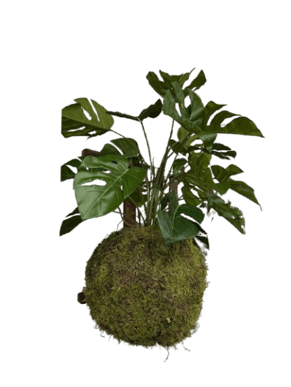 Mos hang plant Monstera