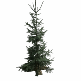 Echte Kerstboom incl. verlichting ca. 150 tot 250 cm.